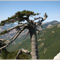 Die Schlangenhaut-Kiefer (Pinus heldreichii, Syn.: Pinus leucodermis Ant.), auch Lorica-Kiefer oder Panzerkiefer, Familie der Kieferngewächse (Pinaceae).

Sie kommt in einigen Gebirgen des Balkans und in Süditalien, Region Pollino, vor. Sie wächst auf Felsen und bildet an ihren Standorten zusammen mit der Rotbuche (Fagus sylvatica) meist die Baumgrenze. Exemplare der Art können bis zu 1.000 Jahre alt werden.