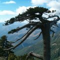 Die Schlangenhaut-Kiefer (Pinus heldreichii, Syn.: Pinus leucodermis Ant.), auch Lorica-Kiefer oder Panzerkiefer, Familie der Kieferngewächse (Pinaceae).

Sie kommt in einigen Gebirgen des Balkans und in Süditalien, Region Pollino, vor. Sie wächst auf Felsen und bildet an ihren Standorten zusammen mit der Rotbuche (Fagus sylvatica) meist die Baumgrenze. Exemplare der Art können bis zu 1.000 Jahre alt werden.