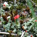 Echte Becherflechte (Cladonia pyxidata)