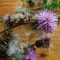 Acker-Kratzdistel (Cirsium arvense), Blüten und Samen