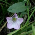 Ackerwinde (Convolvulus arvensis), auch Windling, Teufelsdarm, Feldwinde oder Muttergottesgläschen. 

Die Ackerwinde enthält in ihren Blättern Herz-Kreislauf-Glykoside und ist deshalb eine altbekannte Heilpflanze. Außerdem enthält die Pflanze psychoaktive Alkaloide, wie sie früher beispielsweise in „Hexensalben“ verwendet wurden.