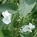 Ackerwinde (Convolvulus arvensis), auch Windling, Teufelsdarm, Feldwinde oder Muttergottesgläschen. 

Die Ackerwinde enthält in ihren Blättern Herz-Kreislauf-Glykoside und ist deshalb eine altbekannte Heilpflanze. Außerdem enthält die Pflanze psychoaktive Alkaloide, wie sie früher beispielsweise in „Hexensalben“ verwendet wurden.