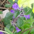 Alpen-Steinquendel oder Stein-Bergminze (Acinos alpinus [= Calamintha alpina, Clinopodium alpinum])

Gelegentlich in den Alpen zum Würzen von Käse oder in der Volksmedizin als magenstärkendes und nervenstimulierendes Mittel genutzt.