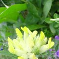 Alpen-Wundklee (Anthyllis vulneraria subsp. alpicola)