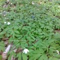 Buschwindröschen (Anemone nemorosa)
:ups:Alle Pflanzenteile sind giftig.:ups: