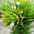 Chilenische Araukarie (Araucaria araucana Syn., A. imbricata, A. chilensis, Dombeya chilensis), auch Andentanne, "Schlangenbaum", Schuppentanne, Affenschwanzbaum, Chilenische Schmucktanne oder Monkey Puzzle Tree

hochwertiges Holz, zum Haus-, Boots- und Brückenbau oder als Furnierholz genutzt

Der Handel ist inzwischen weltweit verboten, die Araukarie wird auf der Roten Liste als „gefährdet“ („vulnerable“) geführt.