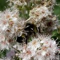 Schneeballblättrige Blasenspiere (Physocarpus opulifolius) mit Erdhummel und Fliege