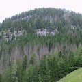 Bayrischer Wald im Naturschutzpark Berchtesgadener Land bei Hintertal mit Totholz durch Käferfraß