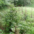 Bayrischer Wald im Naturschutzpark Berchtesgadener Land, Verbißschäden