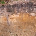 Bodenprofil "Husarenweg" des Waldbodens in Sauen