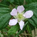 Brombeere (Rubus fruticosus agg.), rosa Variante, sonst weiß