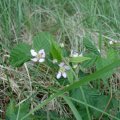 Brombeere (Rubus fruticosus agg.), rosa Variante, sonst weiß