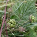 Brombeere (Rubus fruticosus agg.) , unreifer Fruchtansatz