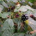 Brombeere (Rubus fruticosus agg.),  Früchte