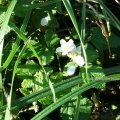 Kratzbeere (Rubus caesius), auch Bereifte Brombeere, Bockbeere, Kroatzbeere oder Ackerbeere, Blüte