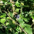 Kratzbeere (Rubus caesius), auch Bereifte Brombeere, Bockbeere, Kroatzbeere oder Ackerbeere, reife Frucht