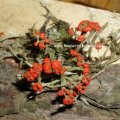 Cladonia spec., die rotfrüchtige Flechte ist eine Symbiose von Algen und Pilzen. Das Stämmchen bezeichnet man als Podetium, darauf wächst der Fruchtkörper (Apothecium). Familie Cladoniaceae (verzweigte Flechten)