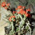 Cladonia spec., die rotfrüchtige Flechte ist eine Symbiose von Algen und Pilzen. Das Stämmchen bezeichnet man als Podetium, darauf wächst der Fruchtkörper (Apothecium). Familie Cladoniaceae (verzweigte Flechten)