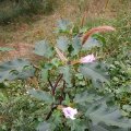 Gemeiner Stechapfel bzw. Weißer Stechapfel (Datura stramonium), hier die Varietät Datura stramonium var. tatula (L.) Torr.: Violett gefärbte Sprosse, violette Blüten, bestachelte Kapseln

Alle Pflanzenteile sind giftig, besonders jedoch die Wurzeln und Samen. Bereits Mengen ab 0,3 g können Giftwirkungen wie z.B. gesteigerte Erregung, Sinnestäuschungen, Übelkeit, Pupillenerweiterung mit Sehstörungen und Atemlähmung hervorrufen.:ups: