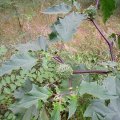 Gemeiner Stechapfel bzw. Weißer Stechapfel (Datura stramonium), hier die Varietät Datura stramonium var. tatula (L.) Torr.:  bestachelte Kapseln

Alle Pflanzenteile sind giftig, besonders jedoch die Wurzeln und Samen. Bereits Mengen ab 0,3 g können Giftwirkungen wie z.B. gesteigerte Erregung, Sinnestäuschungen, Übelkeit, Pupillenerweiterung mit Sehstörungen und Atemlähmung hervorrufen.:ups: