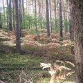 Kiefernwald mit Blick auf Adlerfarn