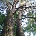 verzweigte Kiefer, auch "Malerkiefer", entstanden durch Verbiß, als der Wald von den Bauern noch zur Hütung ihres Viehs genutzt wurde