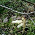 Der Fichtenspargel (Monotropa hypopitys), Unterfamilie Monotropoideae, Familie der Heidekrautgewächse (Ericaceae). 

Er ist die einzige mitteleuropäische chlorophyllfreie Gefäßpflanzenart, die nicht parasitisch lebt und keine Orchidee ist.