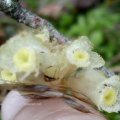 Blüte des Fichtenspargels (Monotropa hypopitys)