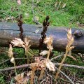 Fichtenspargel (Monotropa hypopitys) verschiedenen Alters