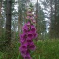 Roter Fingerhut (Digitalis purpurea)

Die in den Pflanzen enthaltenen Digitalisglykoside wirken in hohen Dosen als Gift, welches durch verschiedene Herzrhythmusstörungen zum Tod führt. In Europa wird Roter Fingerhut für die Produktion von Herzglykosiden angebaut.