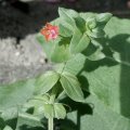 Acker-Gauchheil (Anagallis arvensis), auch Roter Gauchheil, Nebelpflanze, Weinbergsstern, Wetterkraut, Scarlet Pimpernel

Er ist durch Saponine schwach giftig in all seinen Teilen, vor allem in der Wurzel. Als Anagallis Arvensis Herba Anwendung in verschiedenen homöopathischen Erzeugnissen enthalten.