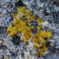 Gewöhnliche Gelbflechte (Xanthoria parietina), Flechte des Jahres 2004 :D

Ein wässriger Extrakt der Gewöhnlichen Gelbflechte hat antivirale Eigenschaften und verhindert die Vermehrung des humanen Parainfluenzavirus Typ 2. Als Lichen parietinus früher offizinell anstelle der Chinarinde gegen Malaria eingesetzt. 

Algenpartner der Gewöhnlichen Gelbflechte sind Grünalgen aus der Gattung Trebouxia.