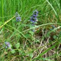 Gundermann (Glechoma hederacea), auch Echt-Gundelrebe