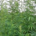 Hanf (Cannabis)

Illegale Anbaufläche im Wald entdeckt.