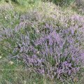 Besenheide (Calluna vulgaris), auch Heidekraut