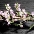 Blüten der Besenheide (Calluna vulgaris), auch Heidekraut