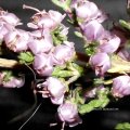 Blüten der Besenheide (Calluna vulgaris), auch Heidekraut