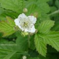 Himbeere (Rubus idaeus)