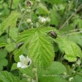 Himbeere (Rubus idaeus), auf den Blättern die Larve des Siebenpunkt-Marienkäfers und ein Gartenlaubkäfer