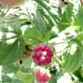 Himbeere (Rubus idaeus), Früchte