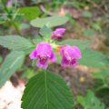 Gemeiner Hohlzahn (Galeopsis tetrahit), auch Gewöhnlicher Hohlzahn, Stechender Hohlzahn, Stacheliger Hohlzahn oder Hanfnessel