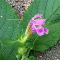 Gemeiner Hohlzahn (Galeopsis tetrahit), auch Gewöhnlicher Hohlzahn, Stechender Hohlzahn, Stacheliger Hohlzahn oder Hanfnessel