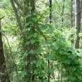 Echter Hopfen (Humulus lupulus), Arzneipflanze des Jahres 2007 :D

Hopfenspargel ist eine alte Gemüsesorte (die weißen Sprossen einzeln am Rhizom gebrochen vor dem überirdischen Austrieb).