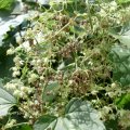 Echter Hopfen (Humulus lupulus), männliche Blüten