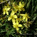 Geflecktes Johanniskraut (Hypericum maculatum), auch Kanten-Johanniskraut