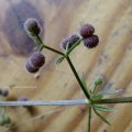 Früchte des Kletten-Labkrautes (Galium aparine). Wird als Volksarzneipflanze, als Wildgemüse und in der Homöopathie verwendet. Futterpflanze für mindestens 40 Insektenarten.