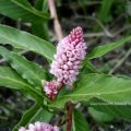 Schlangen-Knöterich (Bistorta officinalis Syn.: Persicaria bistorta (L.) Samp., Polygonum bistorta L., Bistorta major S.F.Gray), auch Wiesen-Knöterich.

Wildgemüse, Heilmittel, dient den Raupen des Blauschillernden Feuerfalters und des Randring-Perlmutterfalter als Nahrungsquelle - (Schmetterlinge Rote Liste BRD: 1 vom Aussterben bedroht).