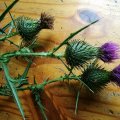 Gewöhnliche Kratzdistel (Cirsium vulgare, auch Cirsium lanceolatum), auch Lanzett-Kratzdistel, Blüten und Blätter