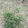 Gewöhnlichen Mahonie (Mahonia aquifolium), Blüte