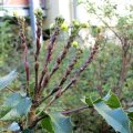 Gewöhnlichen Mahonie (Mahonia aquifolium), Blüte